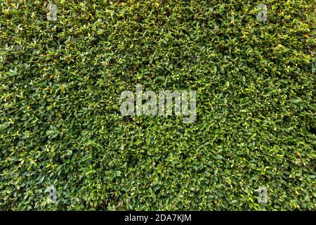 Green leaf square frame. Green leaves background or the texture of the natural wall. Stock Photo