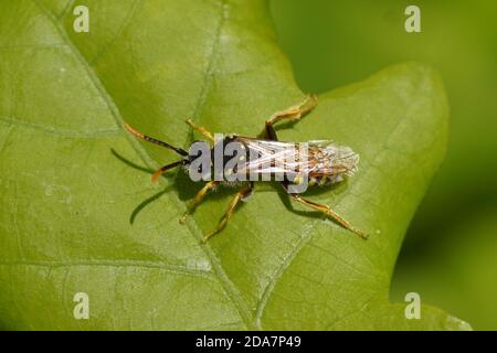Nomada on a leaf. Subfamily cuckoo bees (Nomadinae), family Apidae. A Gooden's Nomad Bee (Nomada goodeniana). In a Dutch garden. May Stock Photo