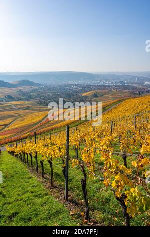 Vineyards between Kappelberg and Rotenberg in Stuttgart - Beautiful landscape scenery in autumn - Aerial view over Neckar Valley, Baden-Württemberg, G