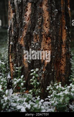 Forest landscape. Late autumn, after a snowfall. The trunk of a pine tree with traces of red woodpecker work-holes in the bark of the trunk. Stock Photo