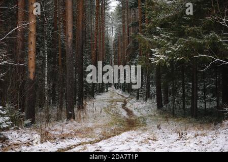 Late autumn in the forest. A path among tall trees. Stock Photo
