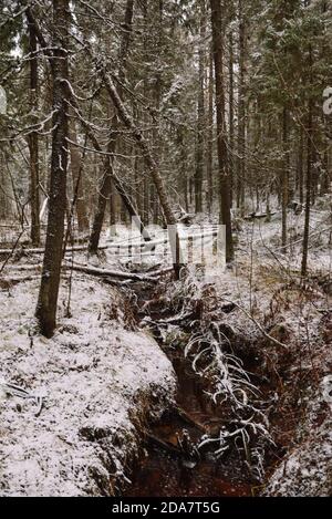 Stream in a forest ravine in late autumn after the first snow Stock ...