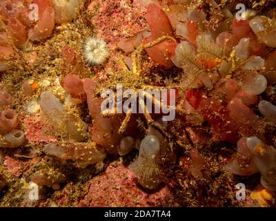 A closeup picture of Ascidiacea, commonly known as the ascidians or sea squirts and a spider crab. Picture from the Weather Islands, Skagerack Sea, western Sweden Stock Photo