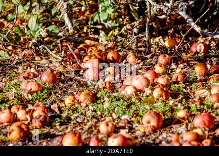Windfall apples on the ground around a tree on Yateley Common
