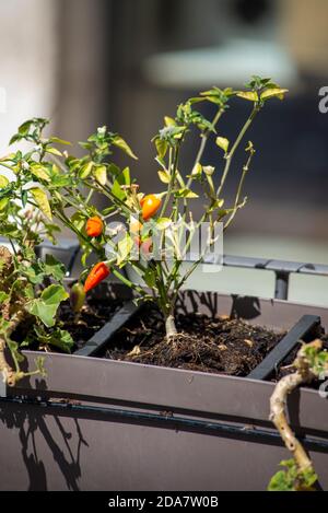 chilli seedling planted on a pot outside a restaurant Stock Photo