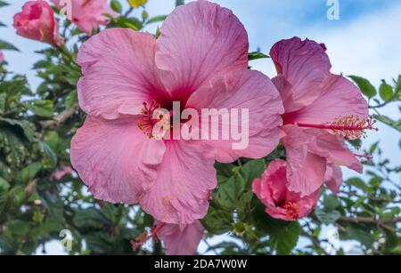 Seminole Pink Tropical Hibiscus Flowers Green Leaves Easter Island Chile.  Tropical hibiscus has many varieties. Stock Photo