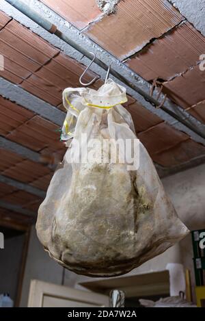 cured ham hanging in the cellar ready for cutting Stock Photo