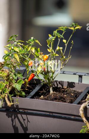 chilli seedling planted on a pot outside a restaurant Stock Photo