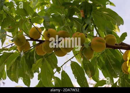 September peaches on the plant ready for harvest Stock Photo