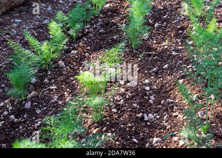 small plantation of freshly grown fennel for food use Stock Photo