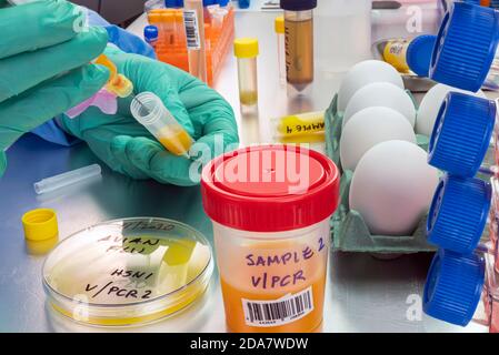 Scientific sampling of eggs in poor condition, analysis of avian influenza in humans, conceptual image Stock Photo