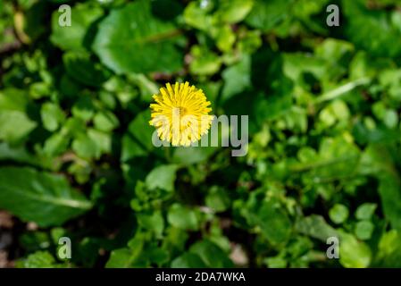 yellow dandelion flower growing in the field Stock Photo