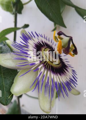 open passiflora flower of purple color to then become fruit Stock Photo