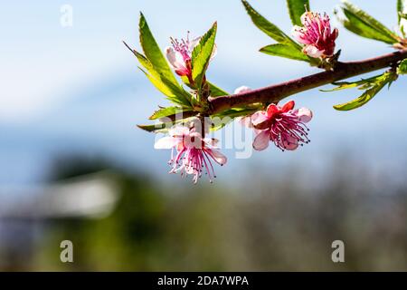 spring coming sprouts growing fruit trees Stock Photo