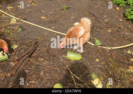 Free Range Tresco Chickens (Rhode Island Red and Warren Cross) Grazing on Food Scraps in a Fenced Enclosure on the Island of Tresco in the Isles of Sc Stock Photo