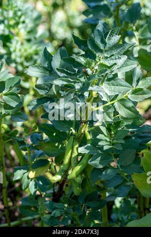 plantation of broad beans ready for harvest Stock Photo