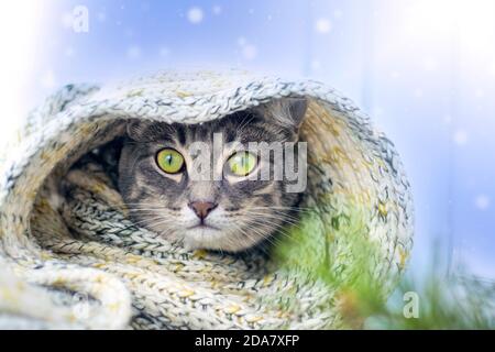 Gray cat in a warm knit wool scarf on a blue background with snow. the concept of heat. holidays and events. Soft focus Stock Photo