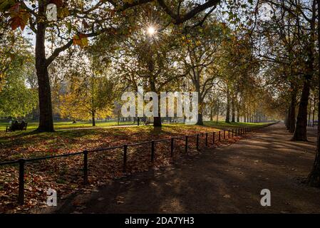 Autumn colours in St James's Park, Westminster, London, UK. Low autumn sun shining through tree canopy. Twinkling sunlight in Fall colors. Tree avenue