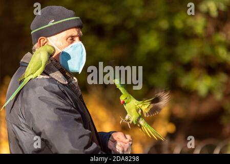 Senior male feeding Green Feral Parakeets in a London park during COVID-19 lockdown, wearing a face mask. Bird landing. Parrot on shoulder