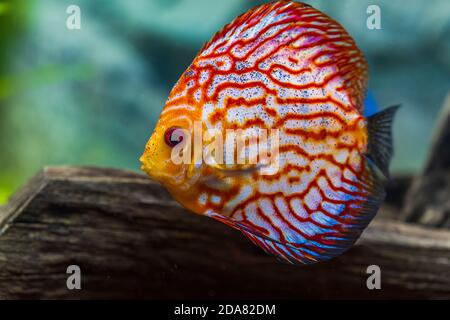 Close up view of gorgeous checkerboard red map discus aquarium fish ...