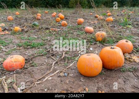 A field of pumpkins growing a ready for picking in autumn UK Stock Photo