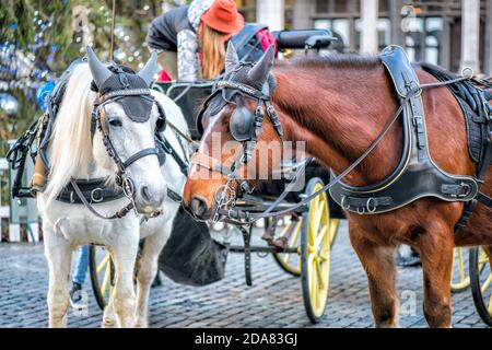 pair of horses in a walking team on a city street Stock Photo