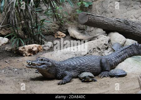 crocodile from the Barcelona zoo. Catalonia. Spain Stock Photo