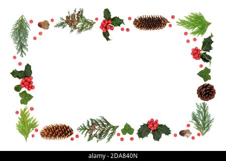Festive winter solstice & Christmas background  border with holly, cedar cypress firs, acorns & ivy on white with loose berries. Stock Photo