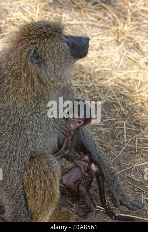 2 Olive baboons, mother cuddling baby, caring, protecting, Papiocynocephalus anubis, Old World Monkeys, primates, wildlife, animals, side view, Taran Stock Photo