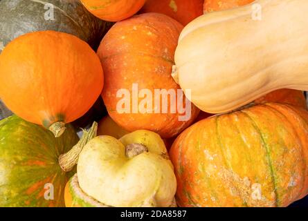 A close-up of several ripe beautiful pumpkins. Horizontal orientation, top view, selective focus. Stock Photo