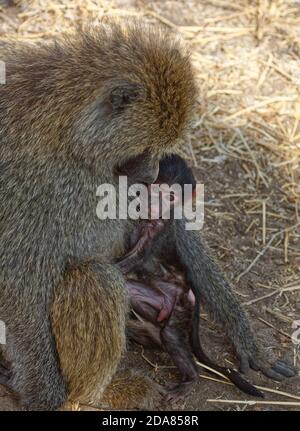 2 Olive baboons, mother cuddling baby, caring, protecting, Papiocynocephalus anubis, Old World Monkeys, primates, wildlife, animals, Tarangire Nationa Stock Photo