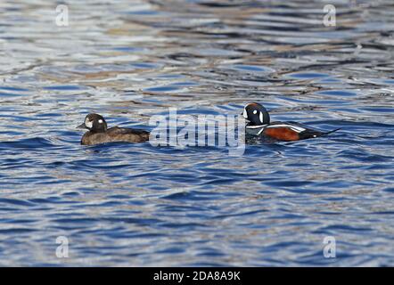 Harlequin Duck (Histrionicus histrionicus) pair swimming in sea  Cape Nosappu, Hokkaido, Japan         March Stock Photo