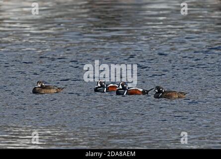 Harlequin Duck (Histrionicus histrionicus) two pairs swimming in sea  Cape Nosappu, Hokkaido, Japan         March Stock Photo