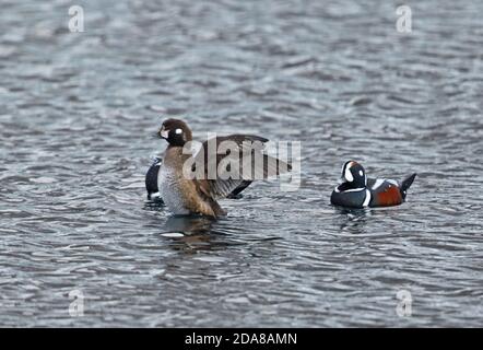 Harlequin Duck (Histrionicus histrionicus) two males and a female swimming in sea, female wingflapping  Cape Nosappu, Hokkaido, Japan         March Stock Photo