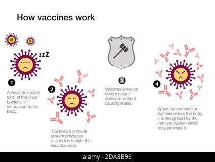 How vaccines work to produce antibodies and stimulate the immune system defenses against coronavirus Stock Photo