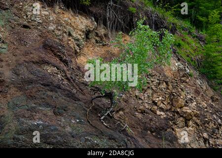 A solitary wild tree with amazing roots, on a steep cliff, beautiful nebari Stock Photo