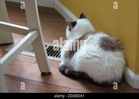 A cat sleeping next to a heating vent. Stock Photo