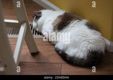 A cat sleeping next to a heating vent. Stock Photo