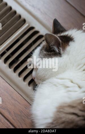 A cat sleeping next to a heating vent. Stock Photo