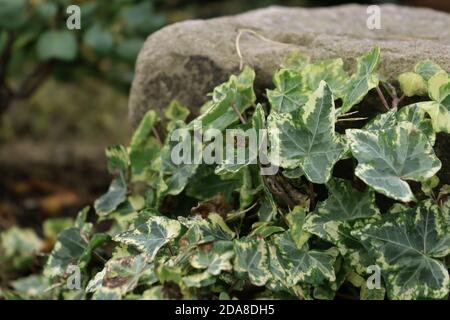 Ivy on stone at Harlow Carr Gardens, Harrogate, England. Stock Photo