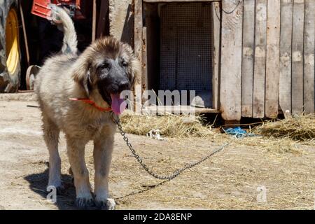 Cute Puppy of Sarplaninac Shepherd Dog Breed Stock Photo