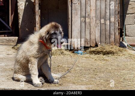 Cute Puppy of Sarplaninac Shepherd Dog Breed Stock Photo