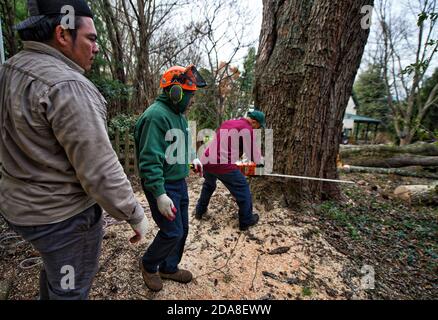 UNITED STATES - November 21, 2017: Tino's Tree Service crew works to take down the final 20 foot by 58 inch silver maple stump from a home in Bluemont Stock Photo
