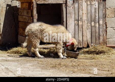 Cute Puppy of Sarplaninac Shepherd Dog Breed Stock Photo