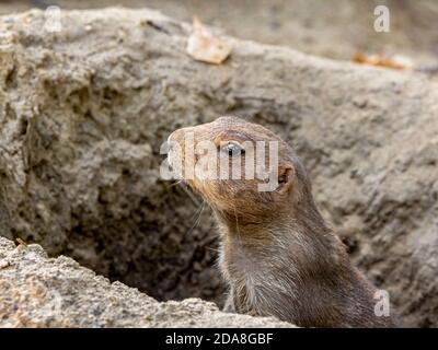 Sideview of a Meerkat sitting in his rabbit hole watching for danger, brown sand and earth colors, reflections in a animal eye Stock Photo