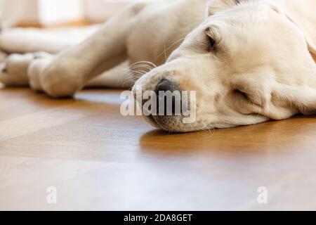 Low angle shot of a  young Labrador puppy sleeping on a wood parquet floor, golden or white dog breed chilling after a long walk.
