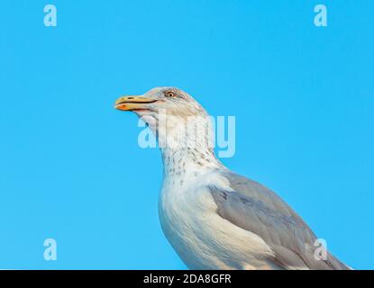 Close-up of a smiling and screaming seagull in the wild, on clean blue background sitting on a pole made of wood. Stock Photo