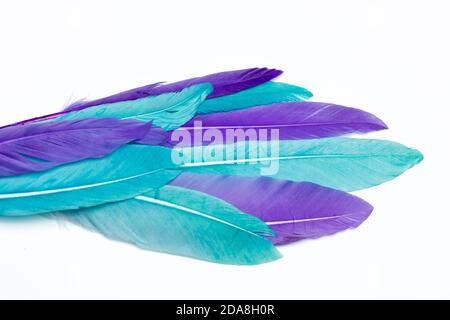 Violet and turquoise  colorful feathers on white uniform background, use for creative example or composition with other feathers Stock Photo