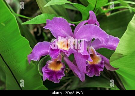 Charming flowers of purple orchid in garden Stock Photo
