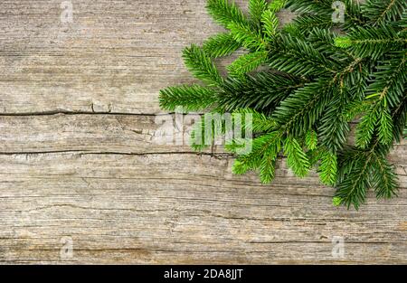 Pine tree branches on rustic wooden background Stock Photo